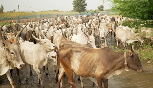 ஜல்லிக்கட்டு காளை வளர்ப்போர் படும் சிரமங்கள் 