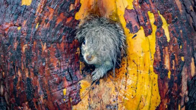 నికాన్ వైల్డ్ లైఫ్ అవార్డ్స్