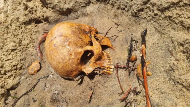 கடல் அரிப்பை தடுக்க உதவுமா பனை மரம்