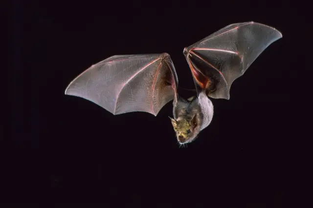 Murciélago magueyero