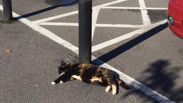 Facebook star Sainsbury s Cat found after going missing in Cardiff