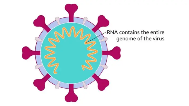 ఒక కరోనావైరస్‌లోని ఆర్ఎన్ఏ (చిత్రంలో చూపించిన పసుపు భాగం)తో వైరస్ పుట్టుపూర్వోత్తరాలన్నీ కనుక్కుంటారు శాస్త్రవేత్తలు