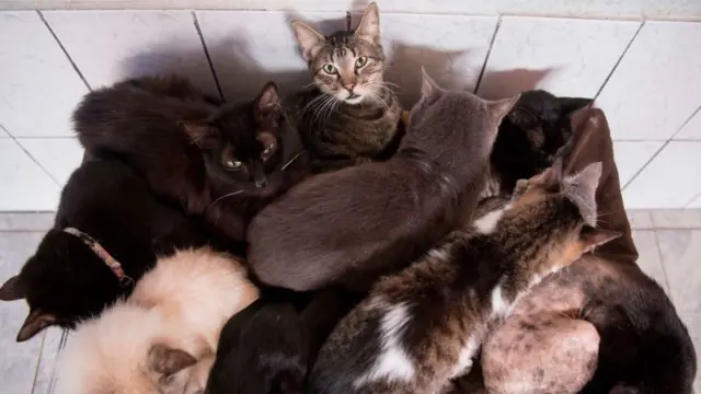 Pişiklər, ev heyvanları