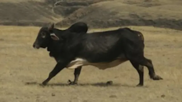 वळू चित्रपटातील दृश्य