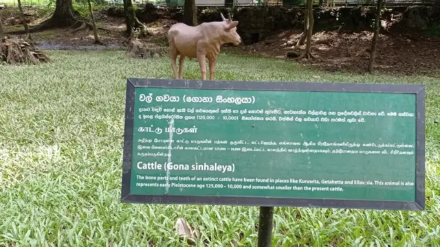 රත්නපුරය කෞතුකාගාරයට අයත් එළිමහන් භූමියේ වඳ වී ගිය සතුන් ප්‍රතිනිර්මාණය කර ඇත.