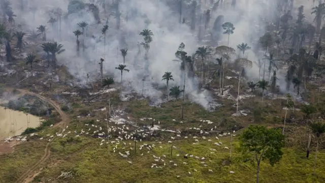 Desmatamento para pasto no Parájogos virtuais betano2009