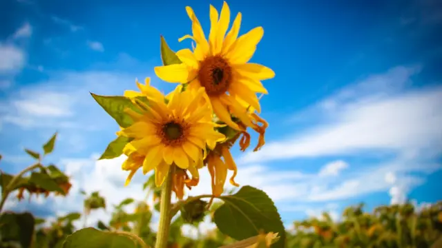 Plantaçãokumpulan situs freebetgirassol