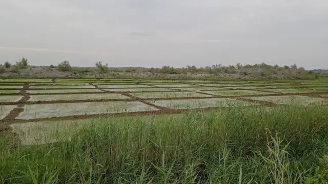 Фермер хўжаликлари кўпайиши табиатга зарар келтирмоқдами?