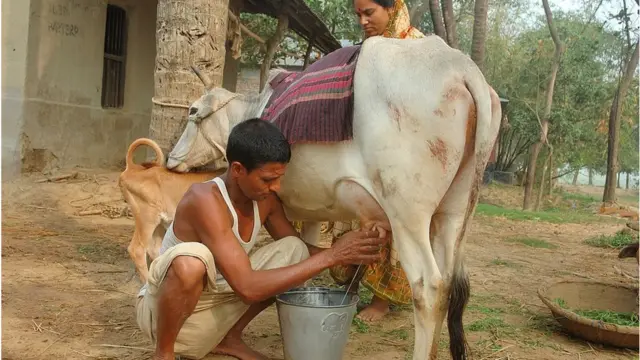 দেশের প্রান্তিক পর্যায়ের তরল দুধ উৎপাদকরা বড় ধরণের ক্ষতির মুখে পড়েছেন।