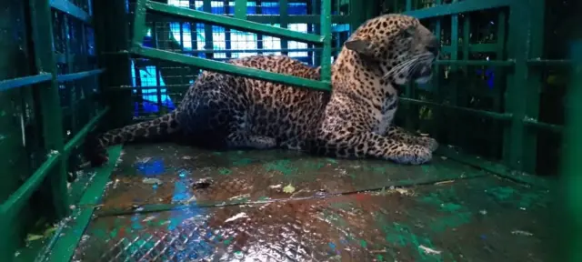 ஒரு வாரத்துக்கு முன்பு வால்பாறை வந்த சிறுமி சிறுத்தை தாக்குதலில் உயிரிழந்த சோகம்