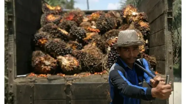 Pekerja perkebunan dan hasil panen kelapa sawit di Langkat, Sumatera Utara