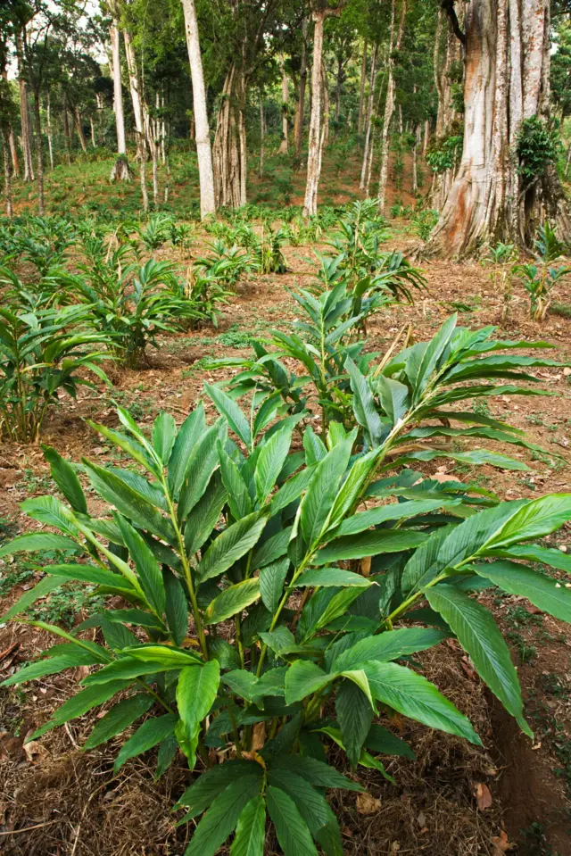 એલચીની ખેતી કેવી રીતે થાય, એલચીની ખેતીમાં કઈ બાબતોનું ધ્યાન રાખવું પડે, એલચીની ખેતીમાં કેટલી આવક અને ખર્ચ થાય, કૃષિ સમાચાર, ખેતીની માહિતી, બીબીસી ગુજરાતી 