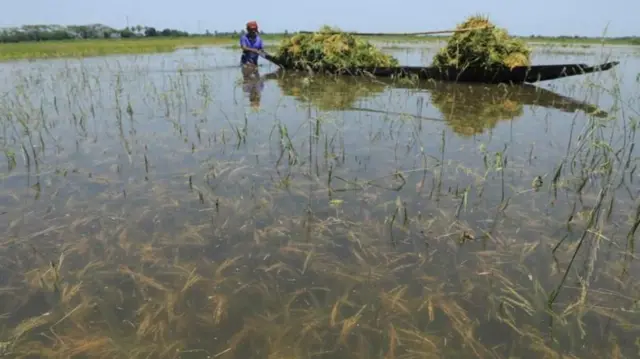 બાંગ્લાદેશ, ખેડૂત, ચોખા, બીબીસી, ગુજરાતી