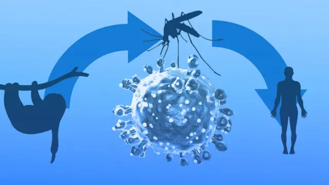 ఒరోపౌచె అనేది కీటక కాటుల ద్వారా వ్యాపించే వైరస్.