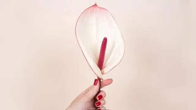 Insest video: opa bilan kutilmagan jinsiy aloqa Erkakning oldida ayolni sikayotgan havaskor swingerlar