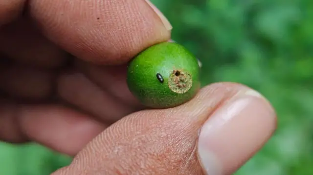 విశాఖ, అరకు, కాఫీ తోటలు, బెర్రీ బోరర్