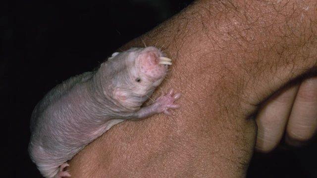 Naked Mole Rat