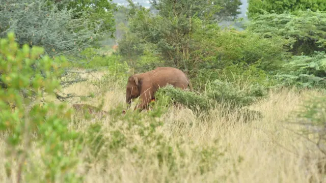யானைகள், சுற்றுச்சூழல், கோயம்புத்தூர், பிளாஸ்டிக் கழிவுகள், விலங்குகள்