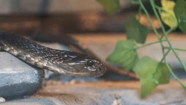 তিনটি ঘটনাতেই মৃত সাপের কামড়ে তিন ব্যক্তির শরীরে বিষ ঢুকে গিয়েছিল - প্রতীকী ছবি