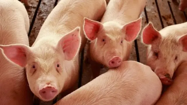 இறக்குமதி