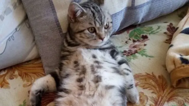گربه مارکوس لوکی