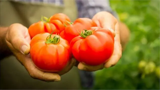 Кыргызстандан Казакстанга негизинен айыл-чарба продукциялары кирет