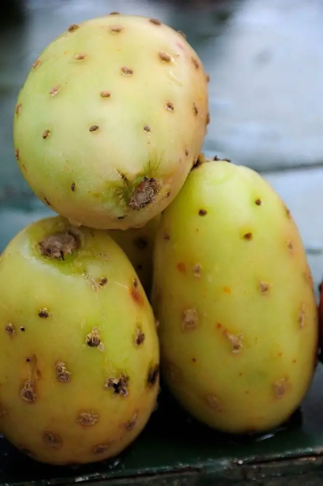கற்றாழை பழங்களின் புகைப்படம்