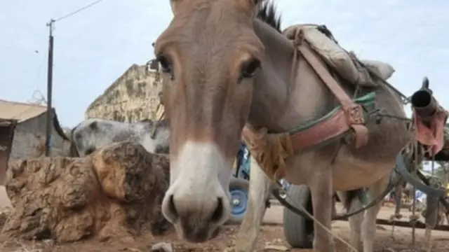 Baadhi ya nchi za Afrika zimepiga marufuku biashara ya punda