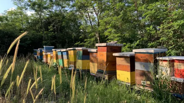 Košnice Dragana Vacića