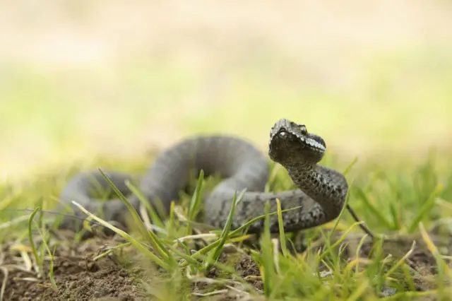 ਰੇਵ ਪਾਰਟੀ ਸੱਪ