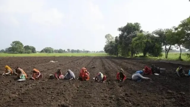 ખેતરમાં લસણ વાવતી મહિલાઓ