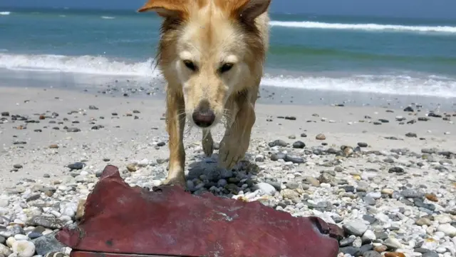 يفتش كلب برونو ويرز عن أي آثار متبقية من سفينة نيو هارلم