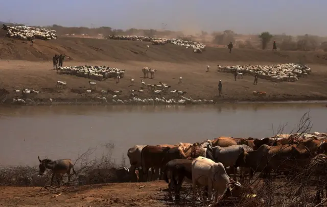 Meelaha yar ee biyaha ay ku hareen ee Marsabiy ayaa aad ciriiri u ah. dhammaan xoolo dhaqatada ayaa isugu tagay
