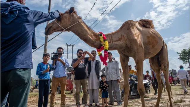 বাংলাদেশে উটের চাহিদা নেই বললেই চলে।