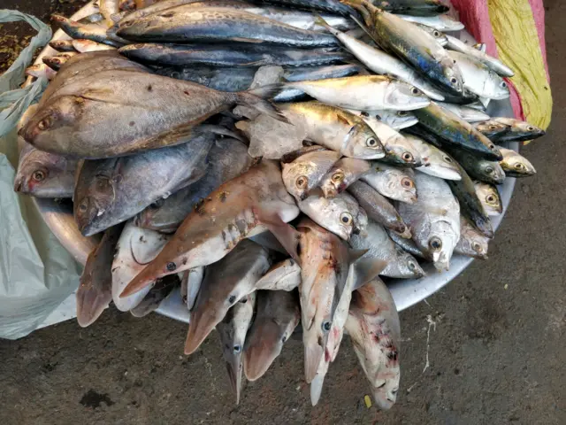 राज्यमासा पापलेट, मत्स्यप्रेमी आणि तुम्ही-आम्ही