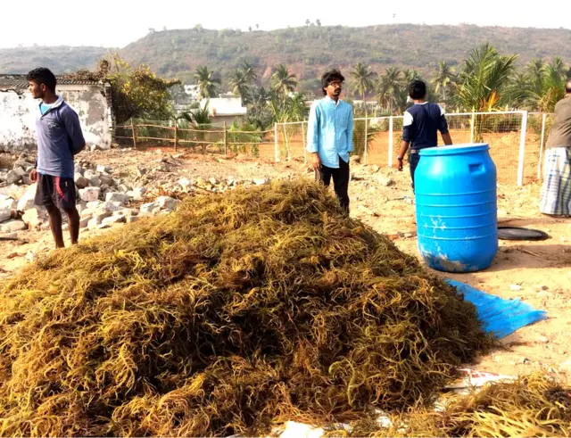 సాగు చేసిన సీవీడ్