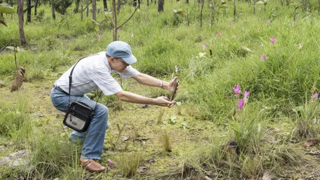 ทุ่งดอกกระเจียว จ.ชัยภูมิ