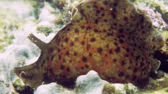 நினைவுகளை கூடுவிட்டு கூடு பாய வைக்கும் புதிய ஆய்வு