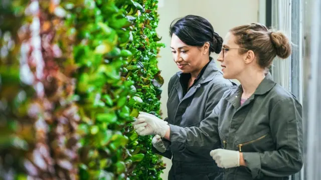 플렌티라는 기업은 작물을 실내에서 수직으로 키운다