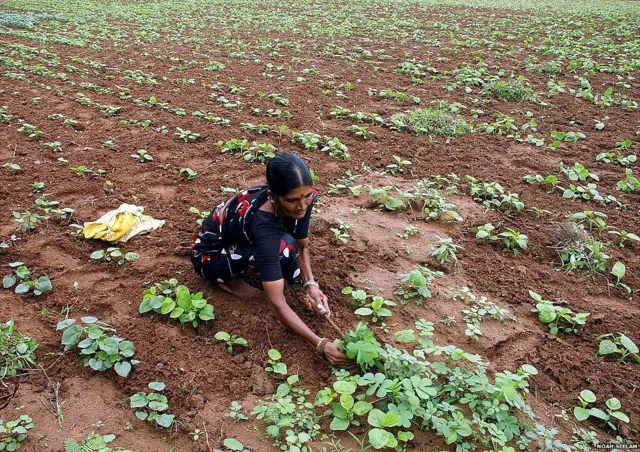 మహిళా రైతు