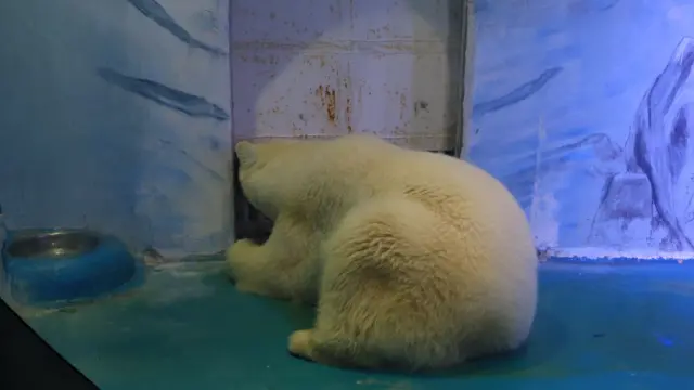 Pizza, beruang kutub