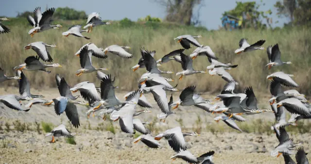 Bar-headed goose 