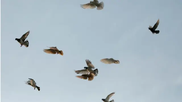 ঢাকার আকাশে কবুতর