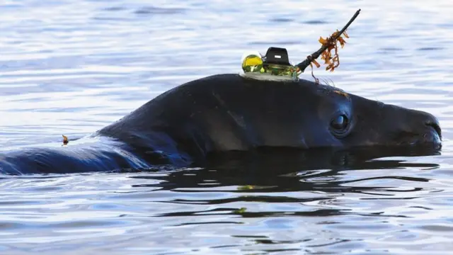 An undated handout picture made available by Tasmania"s Institute for Marine and Antarctic Studies (IMAS) on 15 June 2016 shows an elephant seal (R) with a satellite tracking device on its head, Tasmania, Australia. Researchers from Hobart"s Institute for Marine and Antarctic Studies have tracked by satellite elephant seals going about their daily life in the Southern Ocean. The results showed dive depths of almost 2.4km and a slight increase in the number of the species since 2005. EPA/IMAS/CLIVE MCMAHON AUSTRALIA AND NEW ZEALAND OUT HANDOUT EDITORIAL USE ONLY/NO SALES