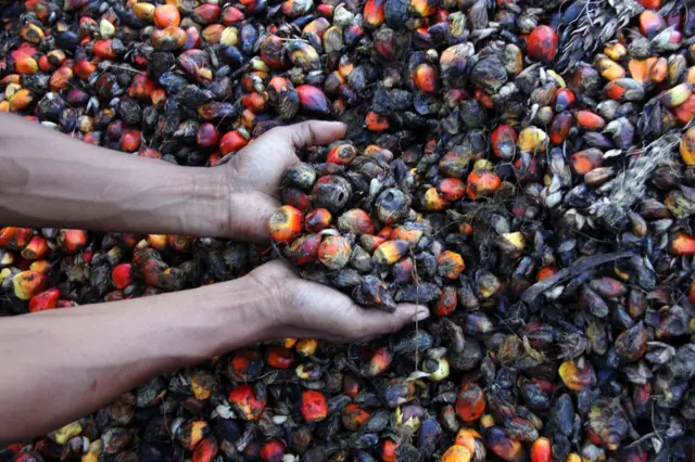 Pekerja memeriksa kualitas brondolan sawit yang dibeli dari petani di tempat jual beli tanda buah segar (RAM) di Desa Purnama Dumai, Riau, Rabu (13/5/2026).