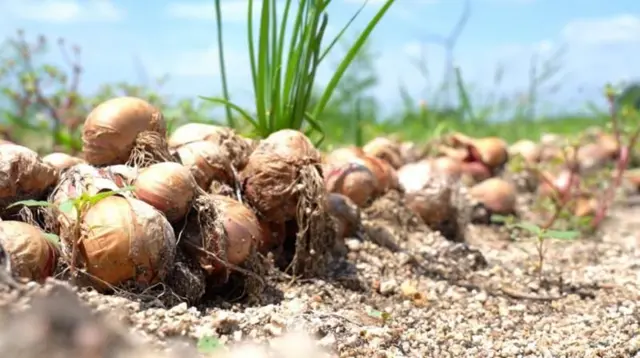 બીબીસી ગુજરાતી ડુંગળી ખેડૂત આંધ્ર પ્રદેશ ખેતી પાક ગુજરાત