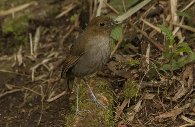 Grallaria urraoensis