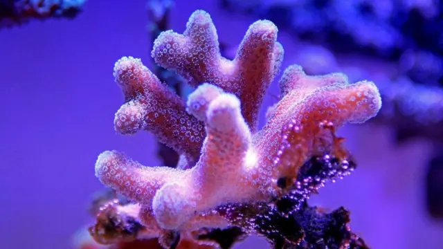 تسمم سيغواتيرا مصدره أسماك تغذت على الطحالب التي تنمو على الشعاب المرجانية التالفة