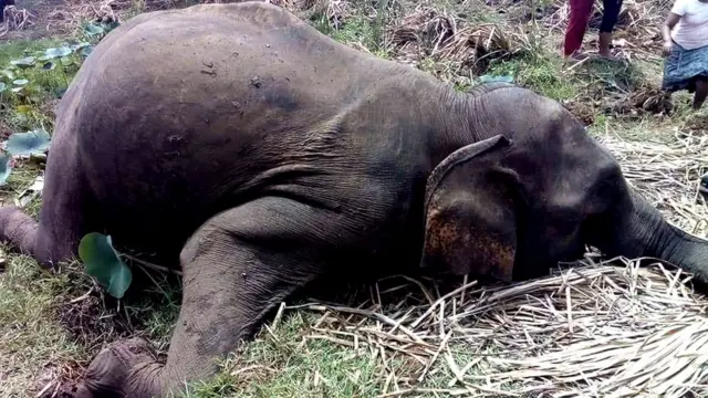 හබරණ දී මියගිය ඇතින්නක්