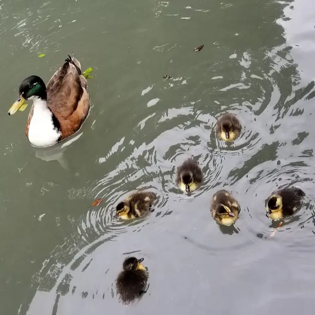 Patos